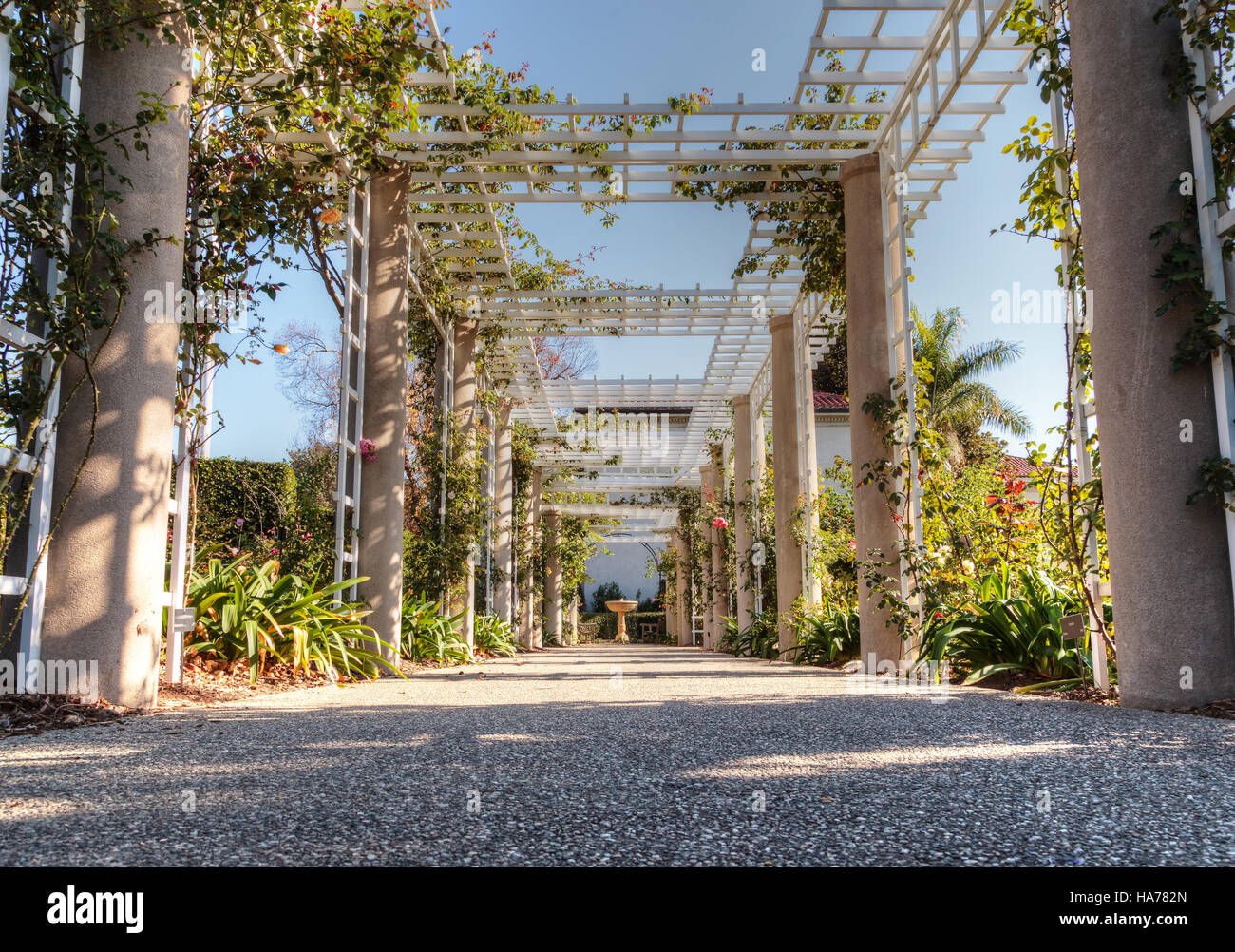Rose garden trellis path with rose vines and a stone walkway Stock ...