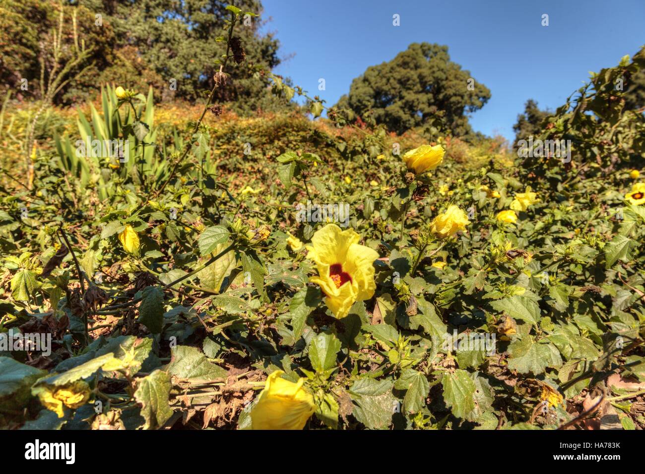 Yellow hibiscus flower with a dark red center grows on a bush in a