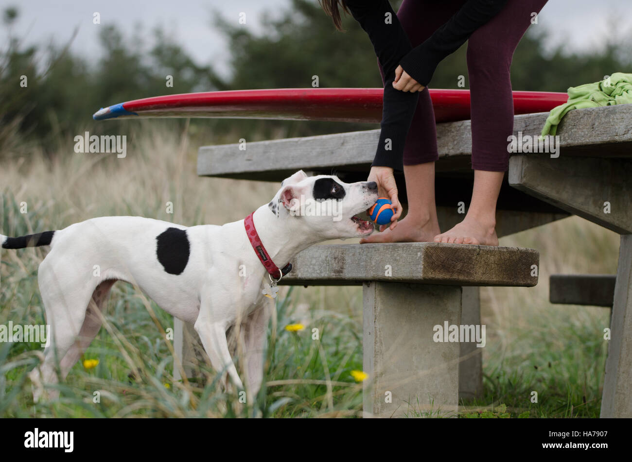 Dog grabbing a ball from owner Stock Photo Alamy
