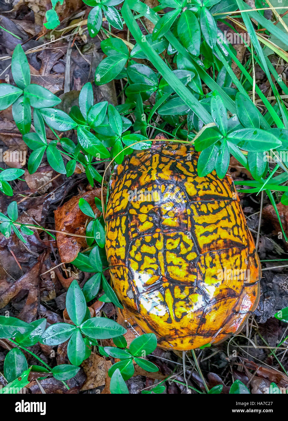 box turtle in underbrush in the woods in Shelter Island, NY Stock Photo