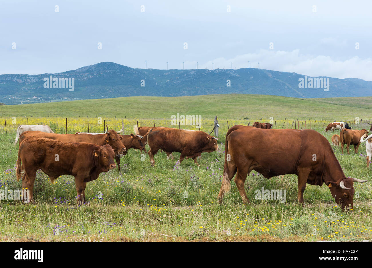 Cows. Tarifa, Cadiz, Andalusia, Spain. Stock Photo