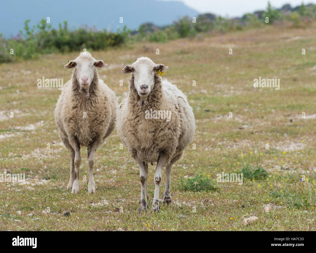 Sheep. Tarifa, Cadiz, Costa de la Luz, Andalusia, Southern Spain Stock Photo