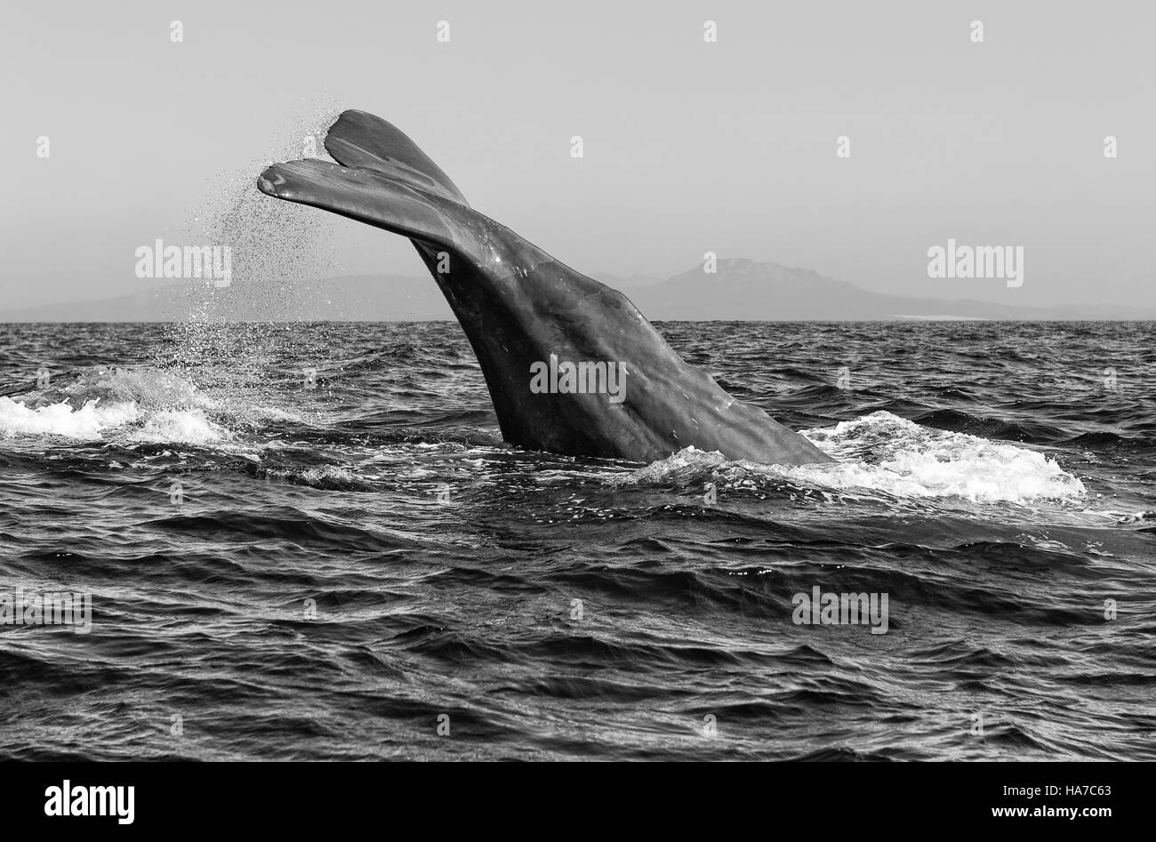 Sperm Whale. Straits of Gibraltar, Cadiz, Andalusia, Southern Spain. Stock Photo