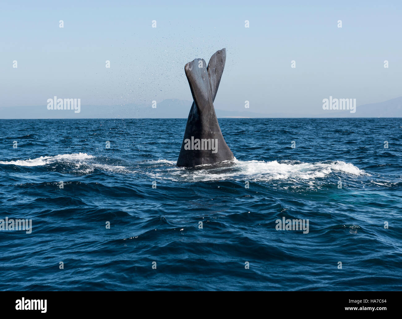 Sperm Whale. Straits of Gibraltar, Cadiz, Andalusia, Southern Spain. Stock Photo