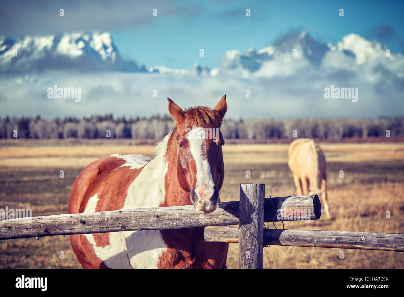 Vintage toned photo of a chestnut horse with Grand Teton mountains in background, Wyoming, USA. Stock Photo