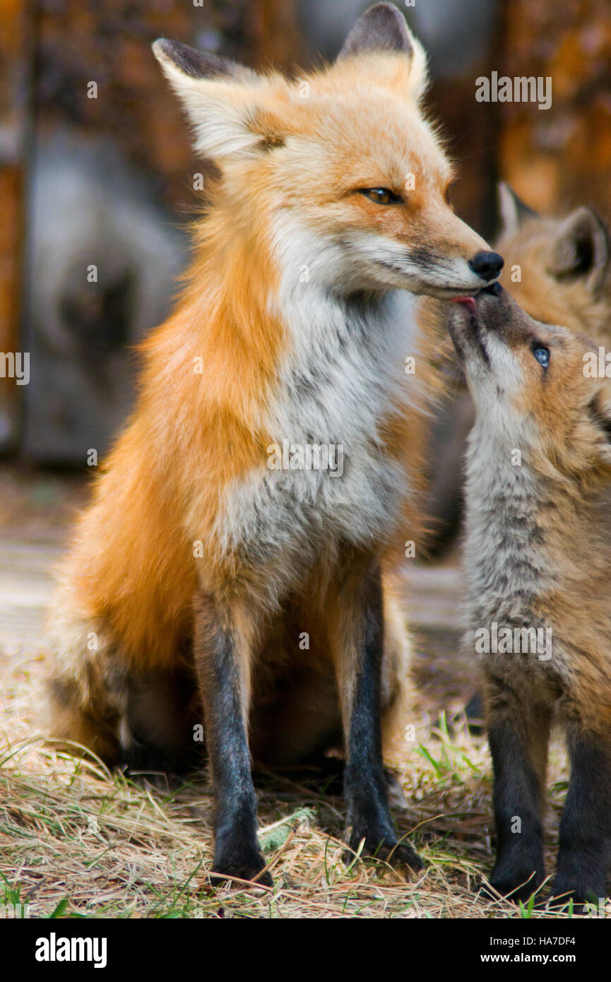 Увидишь лисицу. Увидишь лисицу. Увидишь лисицу. Увидишь лисицу. Лисы на дороге.