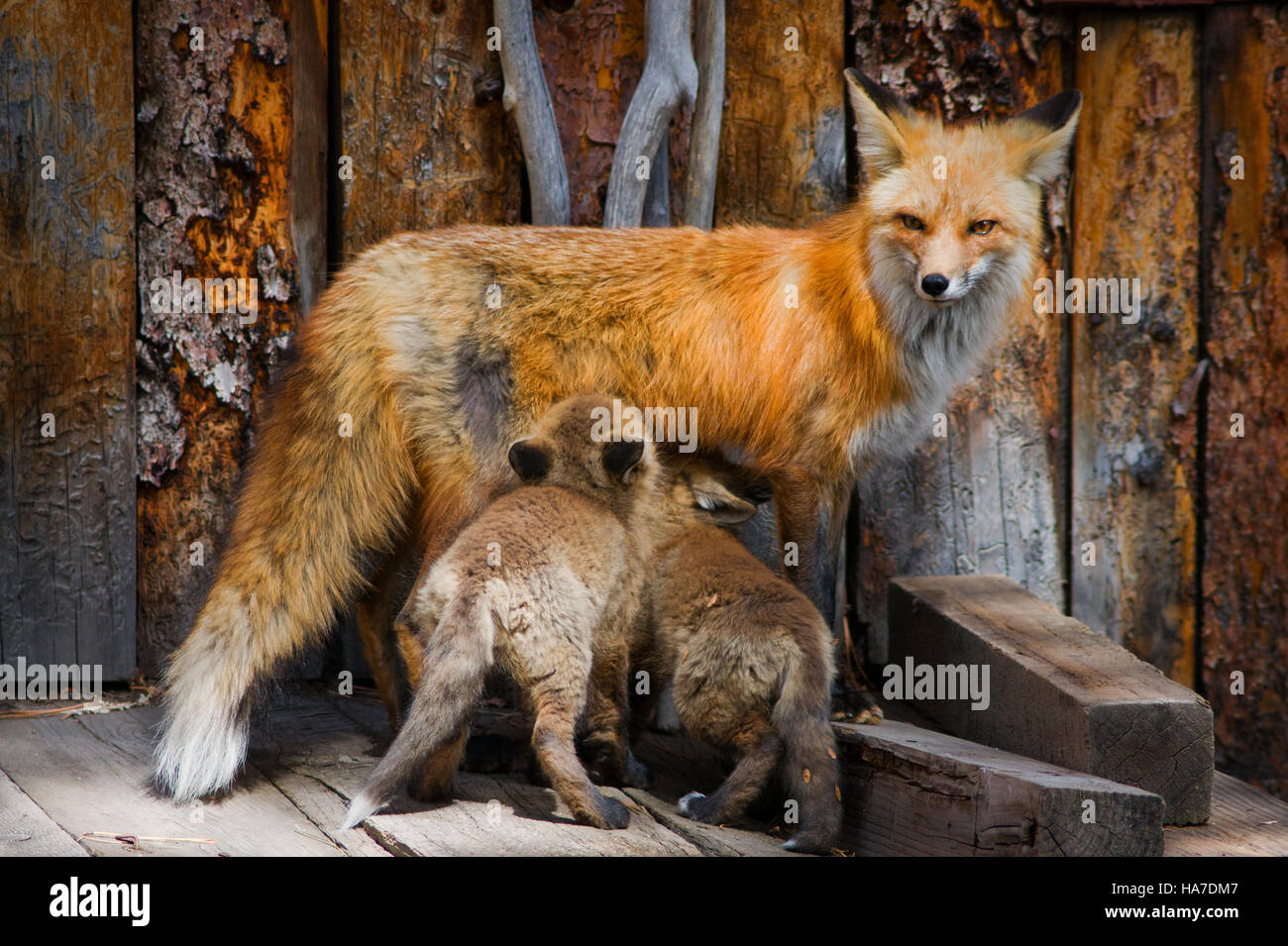 Fox mother and a kits hi-res stock photography and images - Alamy