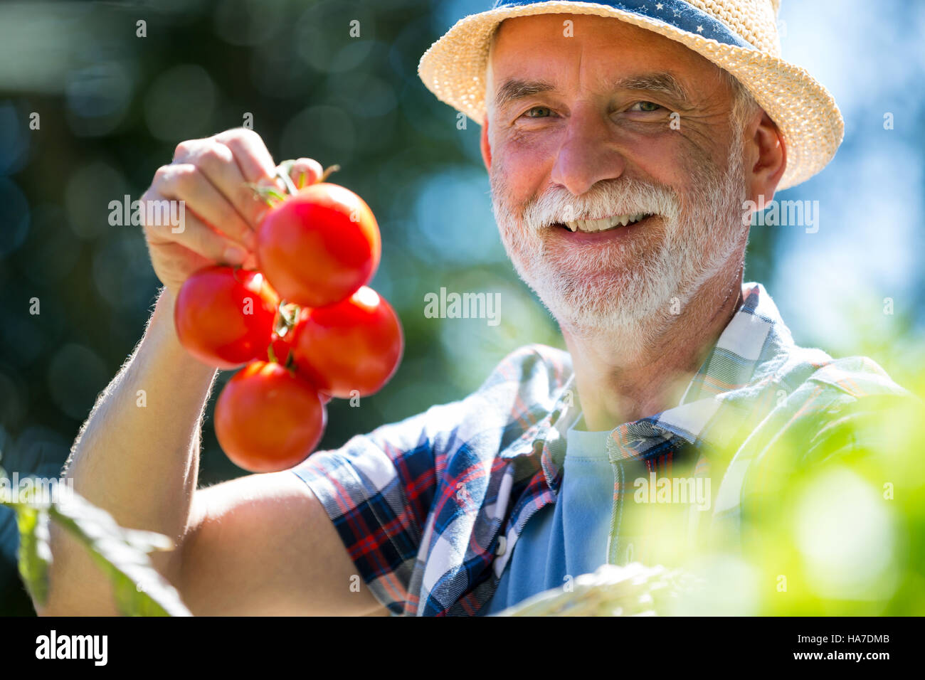 Senior man checking holding tomato in the garden Stock Photo - Alamy