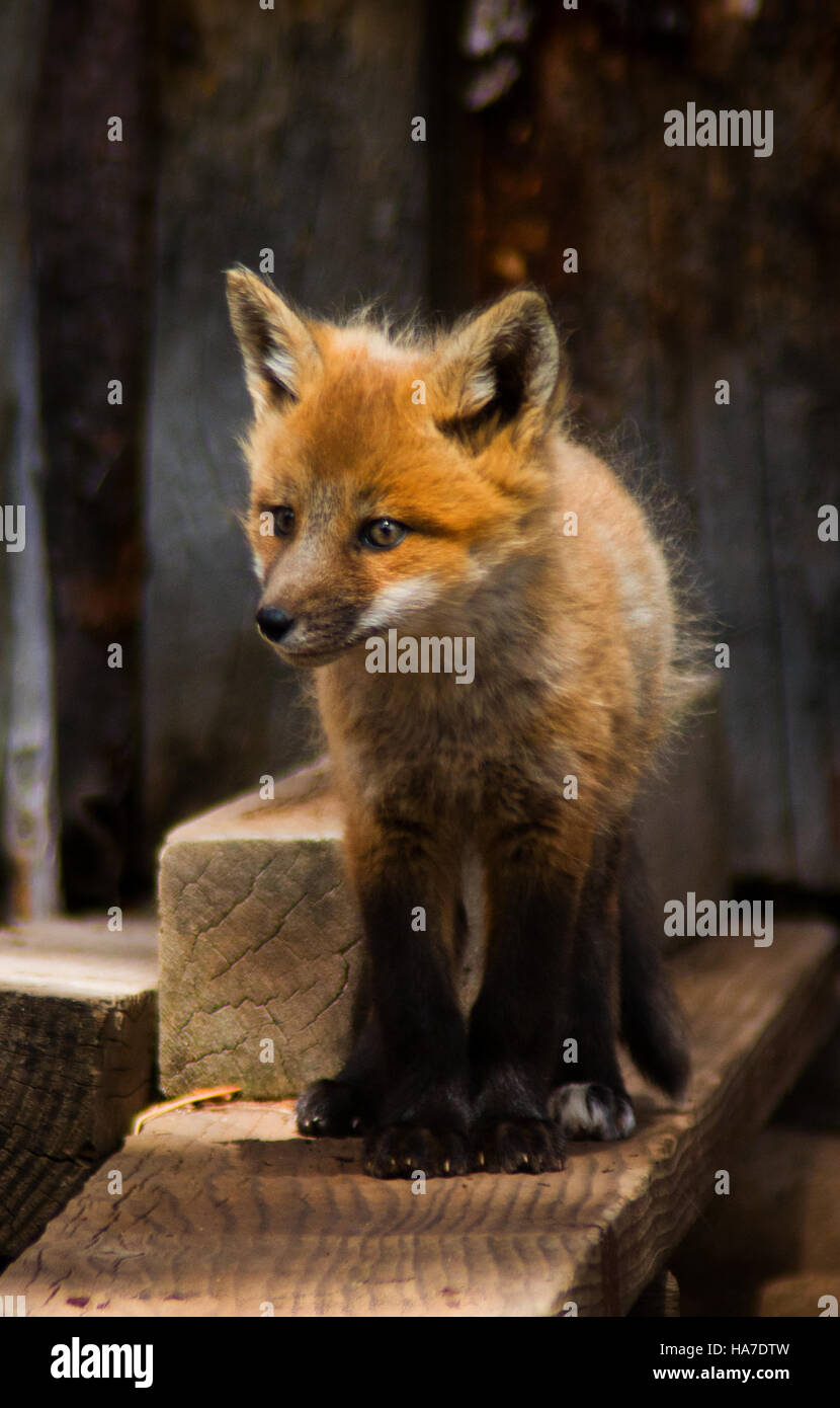Fox mom and kit hi-res stock photography and images - Alamy