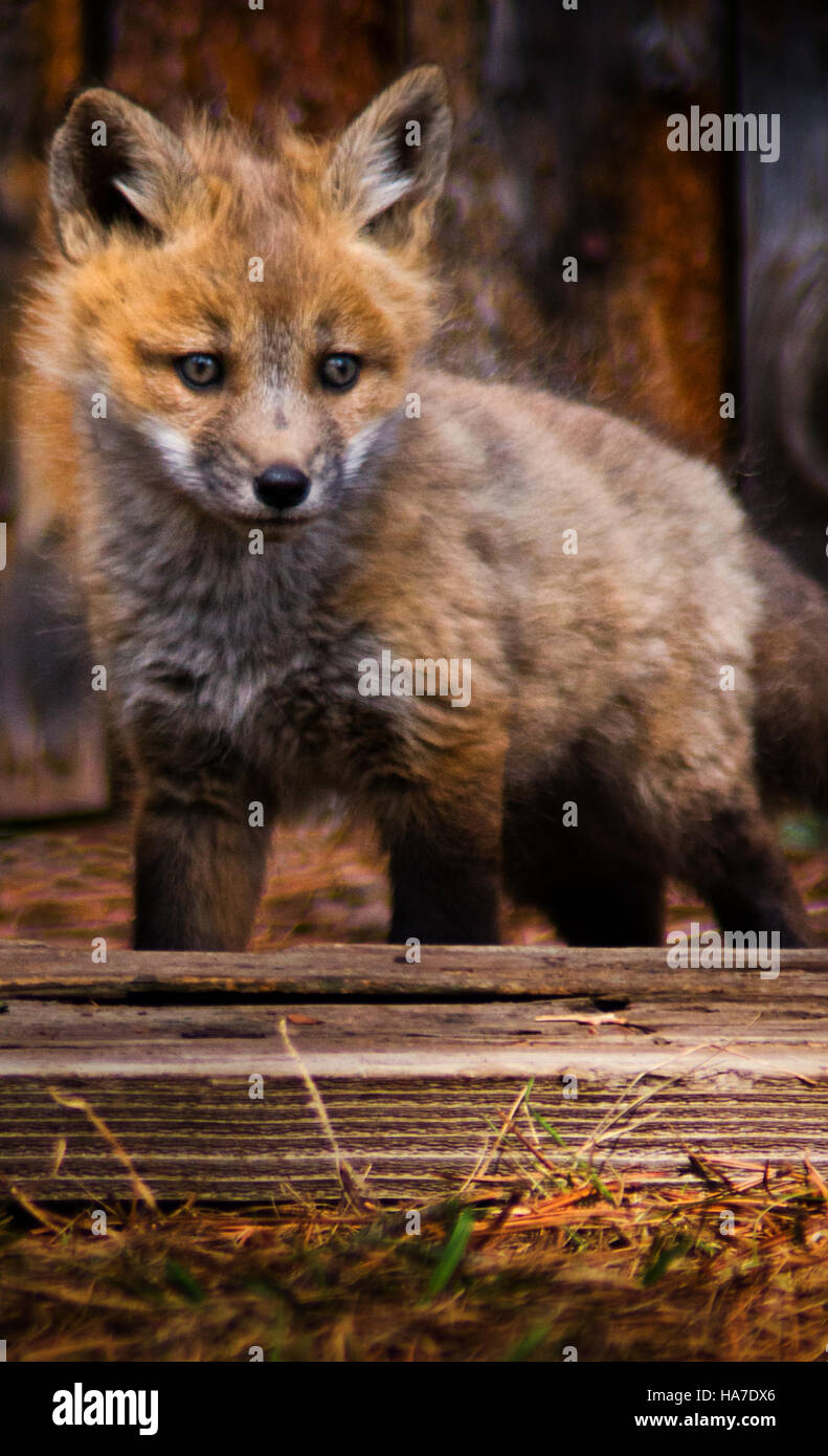 Fox mom and kit hi-res stock photography and images - Alamy