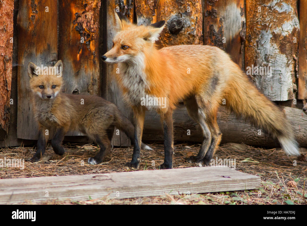 Fox mom and kit hi-res stock photography and images - Alamy