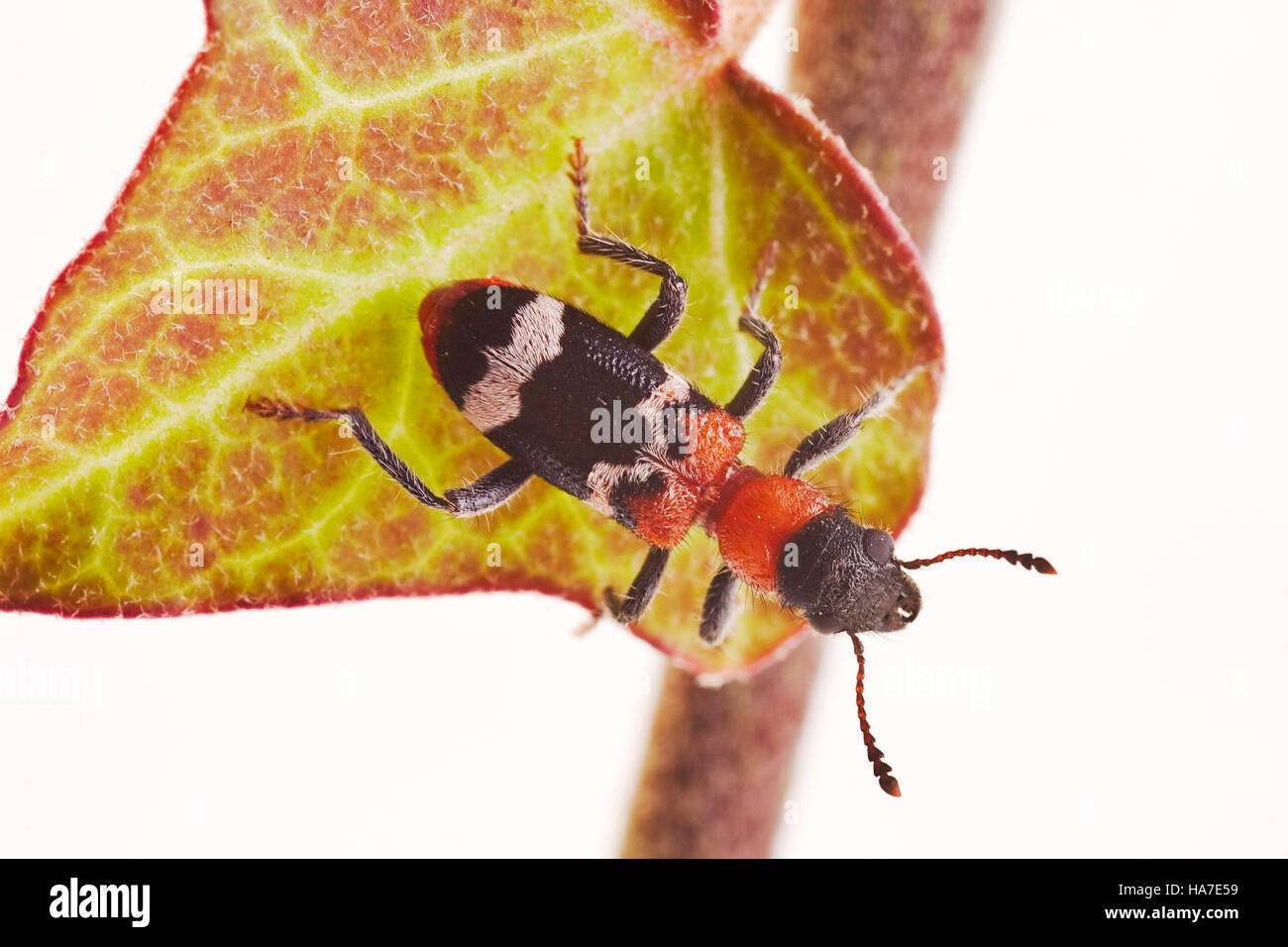 Ant Beetle (Thanasimus formicarius) Stock Photo