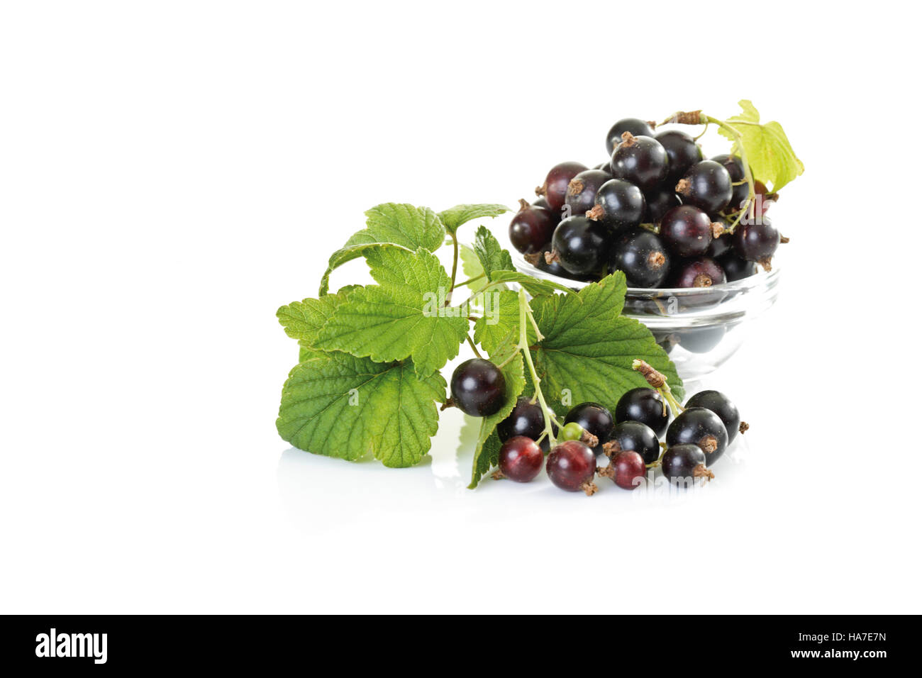 Blackcurrants (Ribes nigrum) Stock Photo