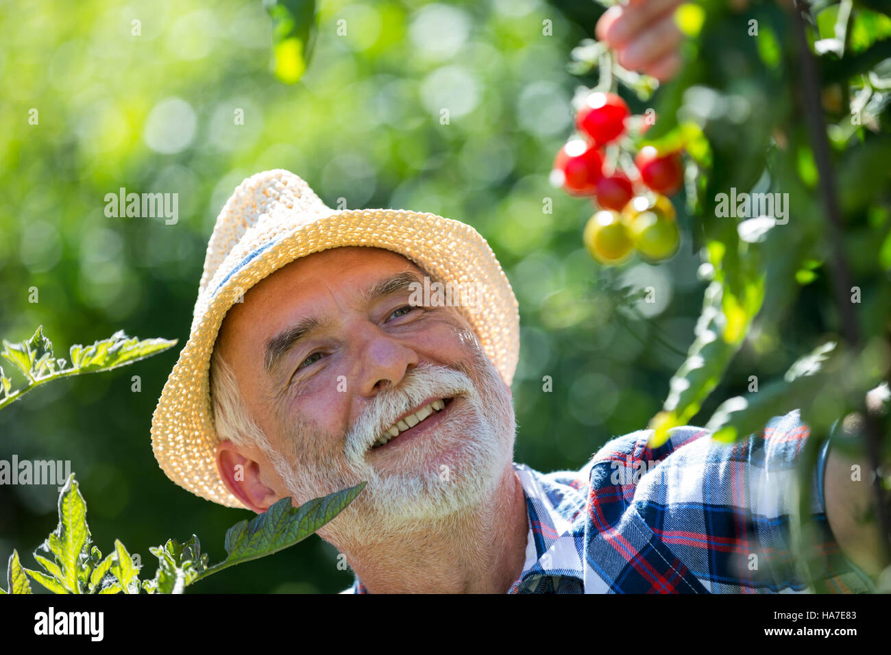 Senior man holding cherry tomato in the garden Stock Photo - Alamy