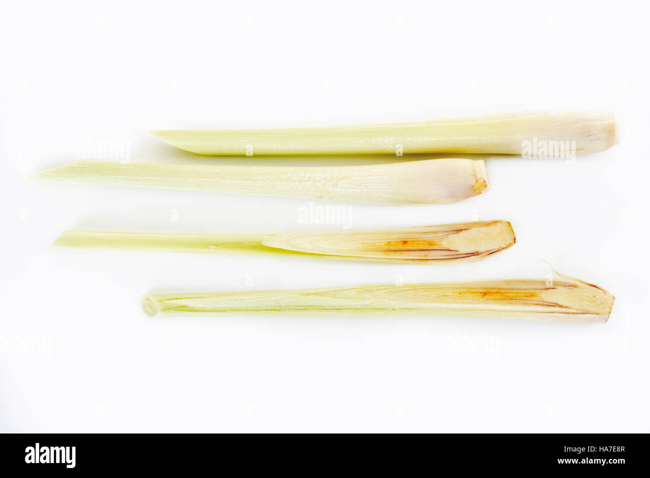 Lemon grass (Cymbopogon spec.) Stock Photo