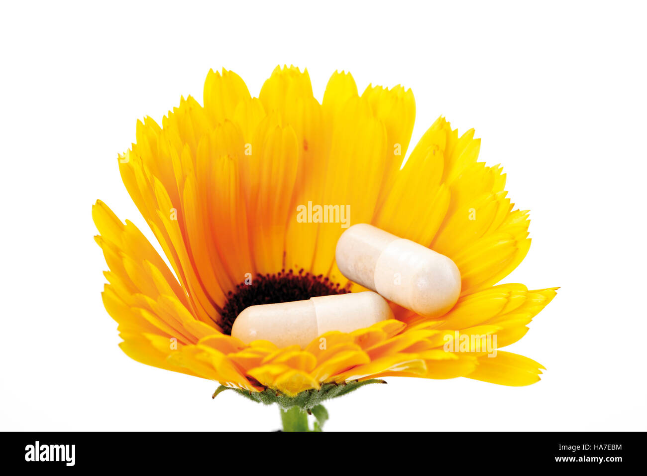 Yellow marigold (Calendula) with hard gelatin capsules Stock Photo Alamy