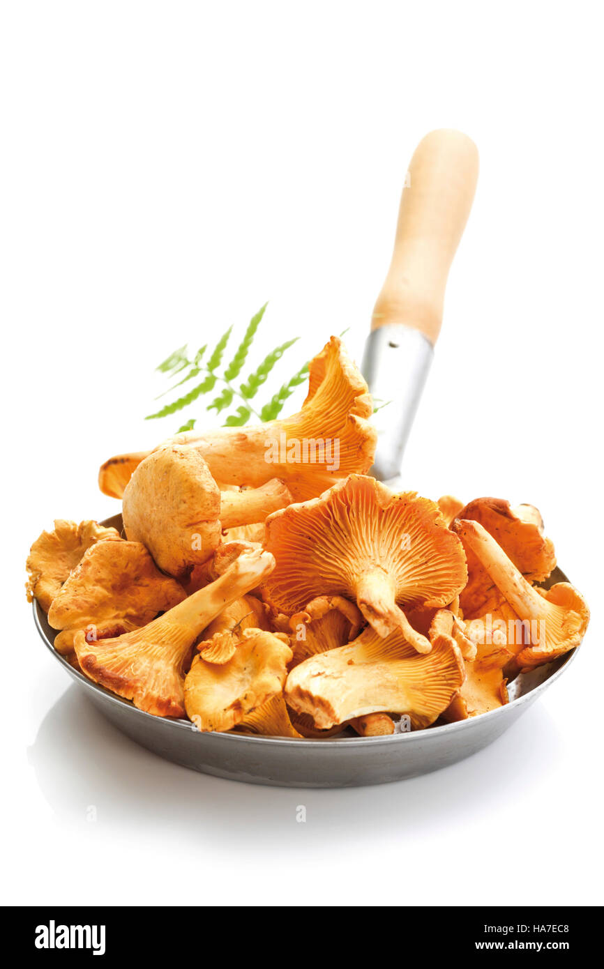Fresh chanterelles in a pan Stock Photo Alamy