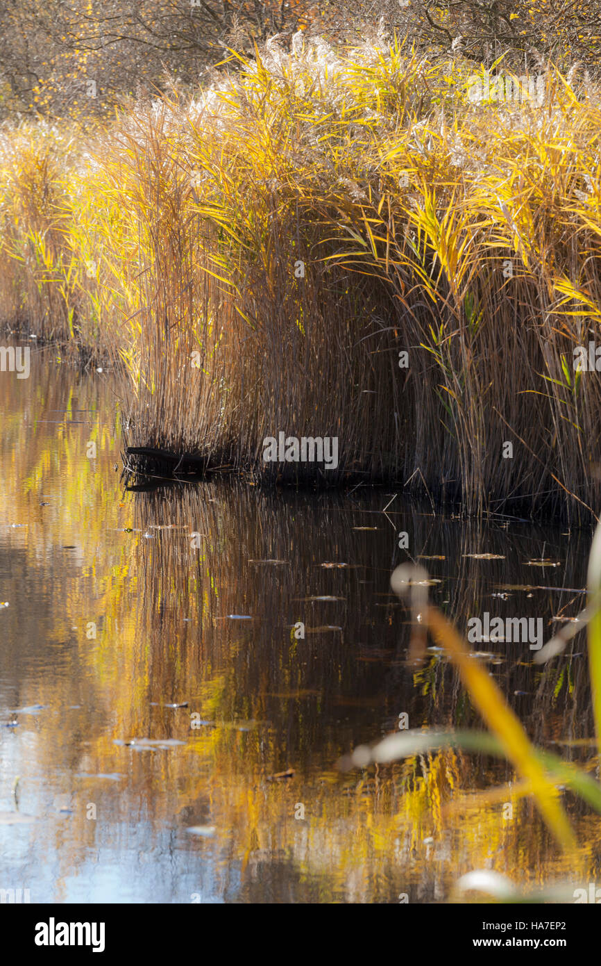 Reeds at Wake Valley Pond in Epping Forest Stock Photo Alamy