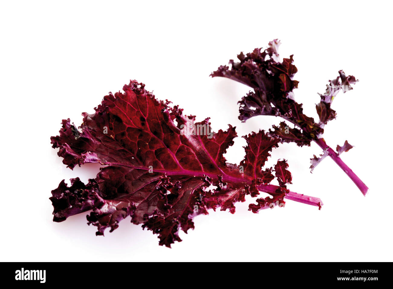 Cabbage (Brassica oleraceae Stock Photo Alamy