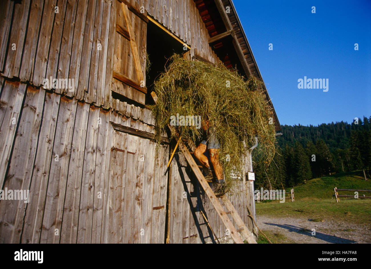 Herdsman on the shieling Ebenforst carrying hay into the barn, Kalkalpen National Park, Upper Austria, Europe Stock Photo