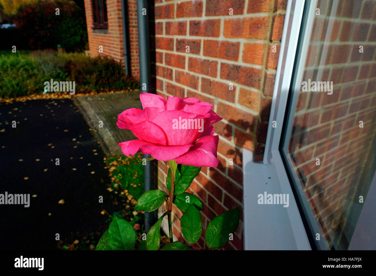 ROSE STILL IN FULL BLOOM OCTOBER Stock Photo Alamy