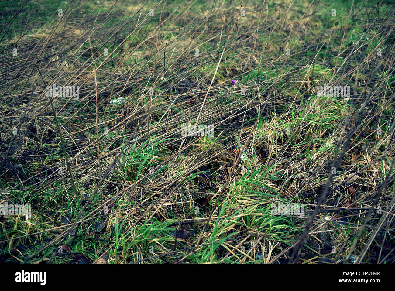 Scottish wild meadow flower background grasses and weeds Stock Photo