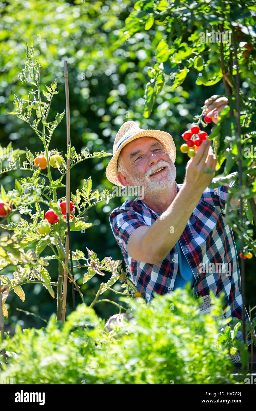 Senior man holding cherry tomato in the garden Stock Photo - Alamy