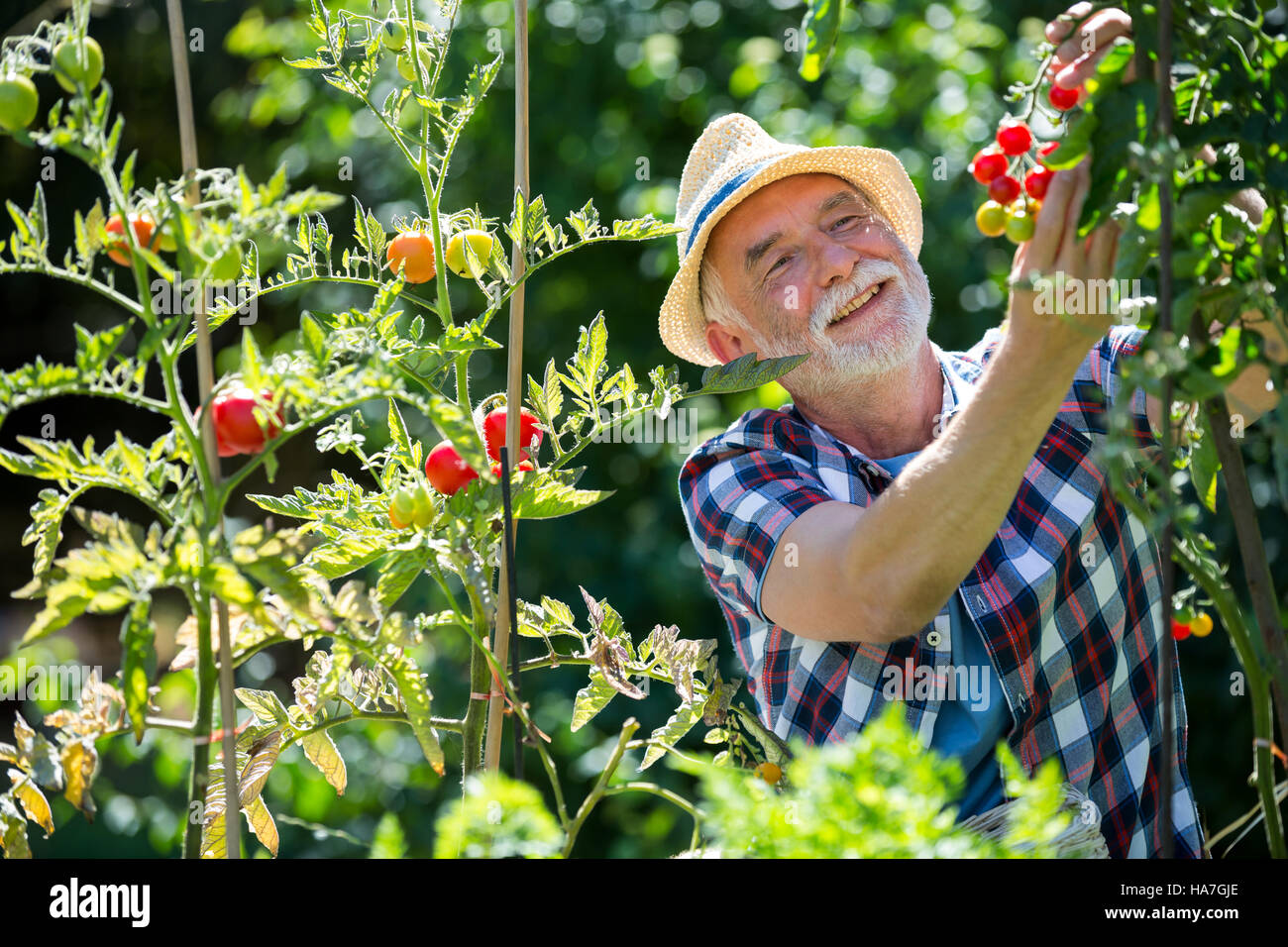 Senior man holding cherry tomato in the garden Stock Photo - Alamy