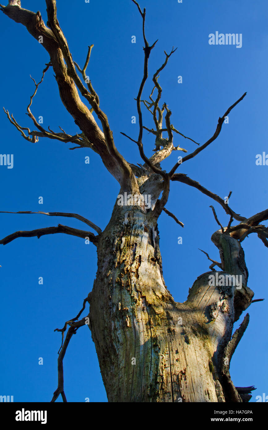 Dead Oak tree against a blue sky Stock Photo