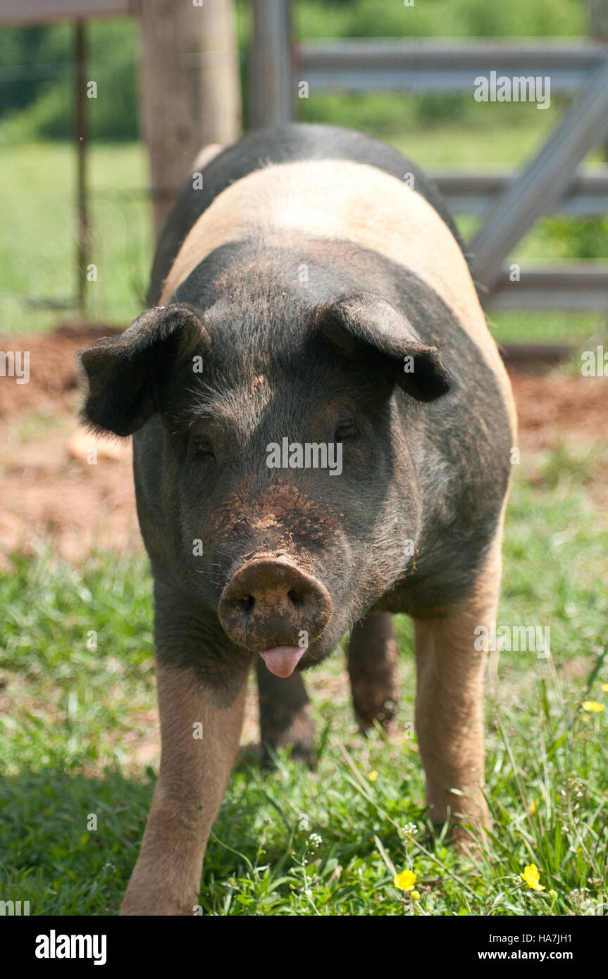 Feeder Pigs Stock Photos Feeder Pigs Stock Images Page 3 Alamy