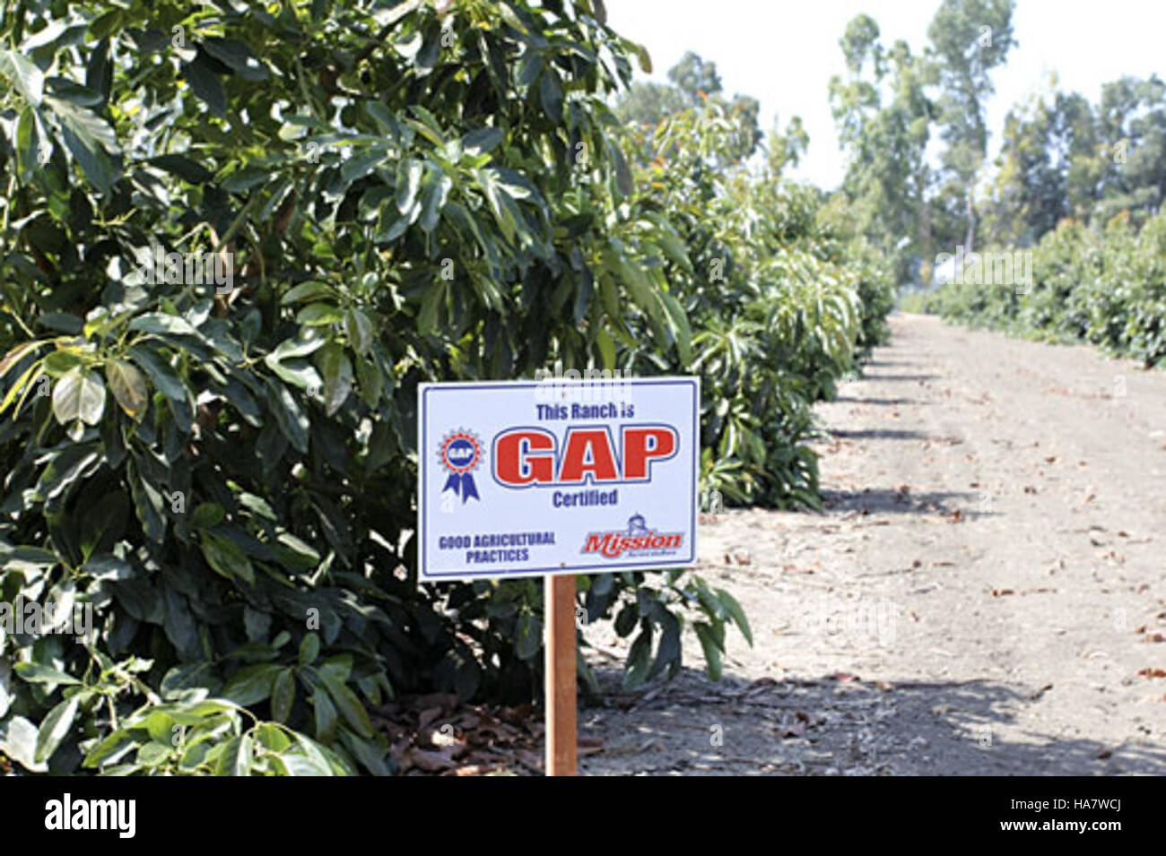 Mission Avocados, a GAP-certified ranch, adheres to strict farming ...