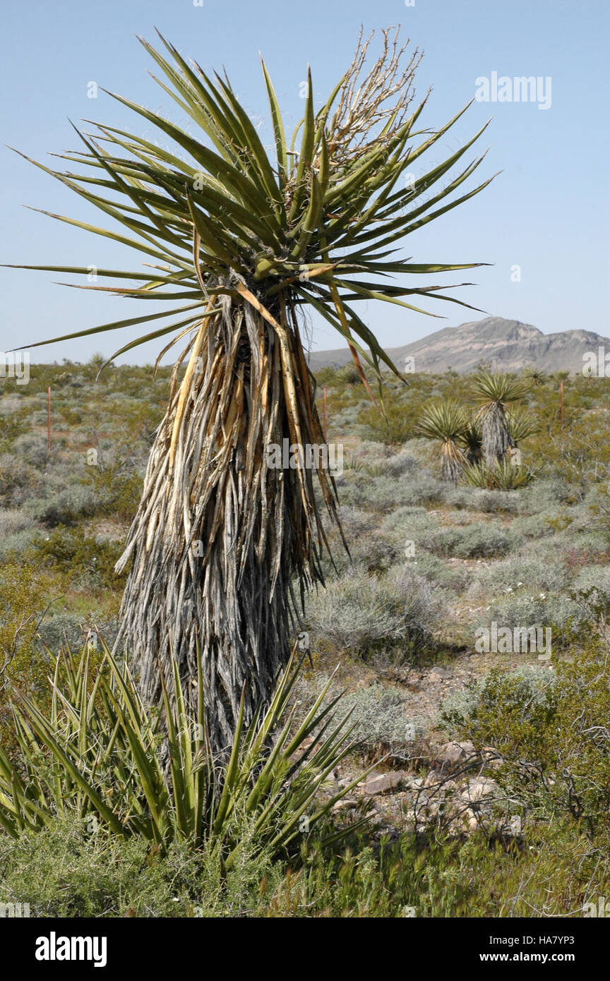 Joshua trees iconic plants hi-res stock photography and images - Alamy