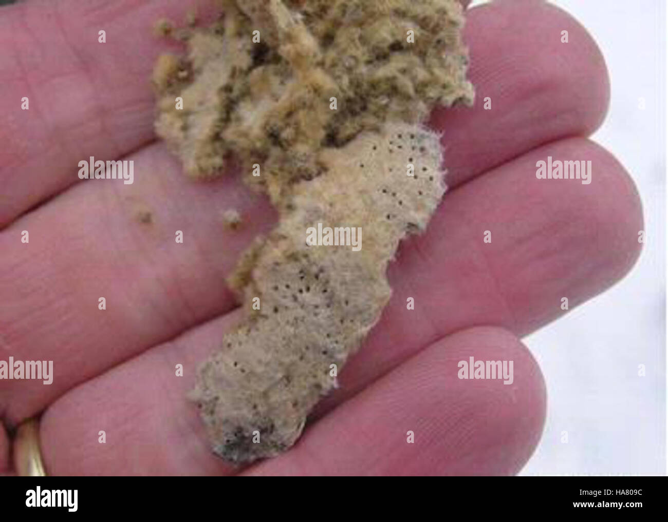 An image of egg masses of a species, highlighting the reproductive ...