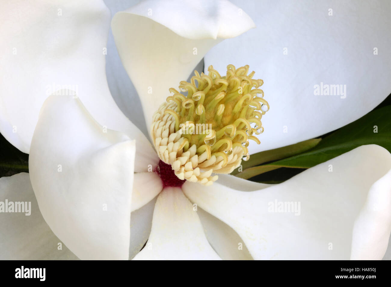 White magnolia flower with nectar drops, South Carolina Stock Photo Alamy