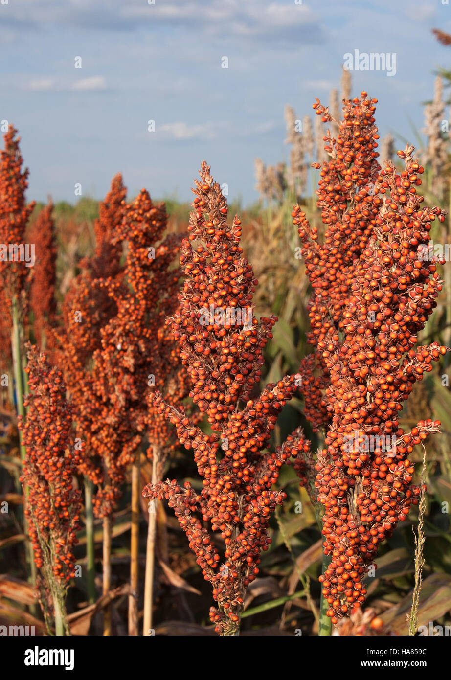sorghum-varieties-hi-res-stock-photography-and-images-alamy