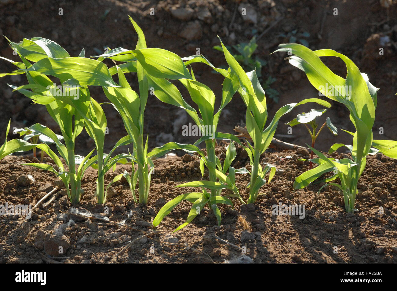This image shows USDA ARS (Agricultural Research Service) researchers ...