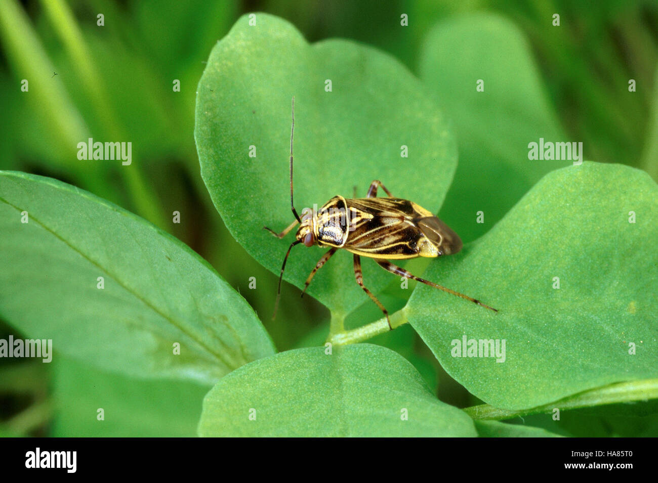 Usda Bug Research on Lygus lineolaris, the tarnished plant bug, conducted by the ...