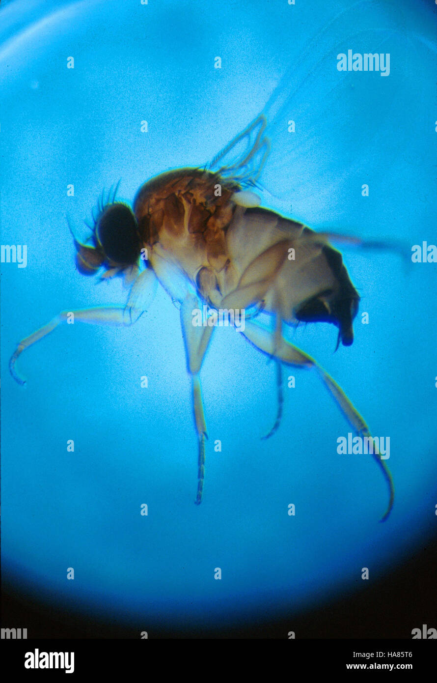 Phoring Insect USDA research into fire ants and the phorid fly aims to address ...