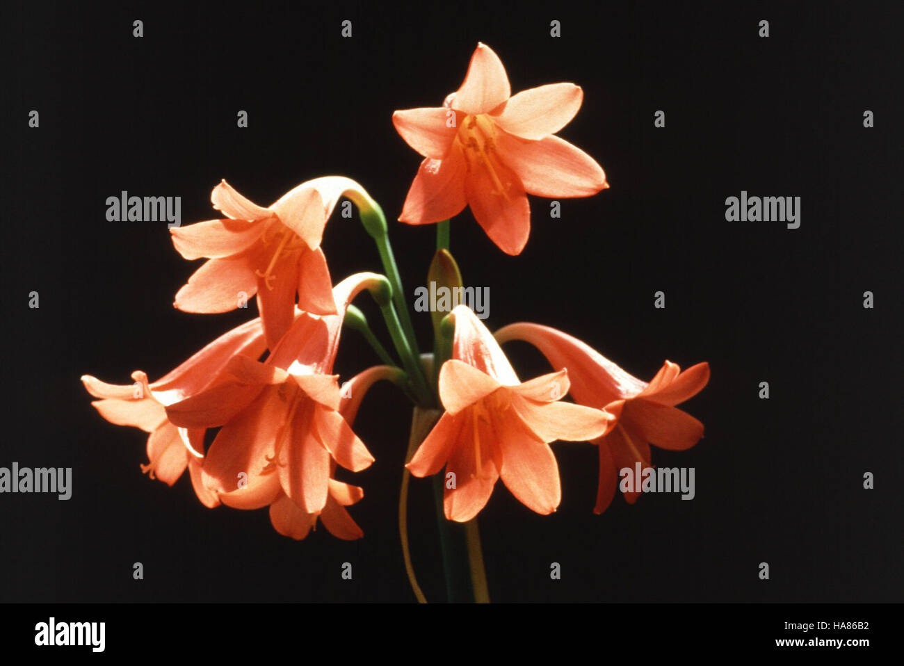 The Fire Lily (Cyrtanthus hybrid) is a striking flowering plant ...