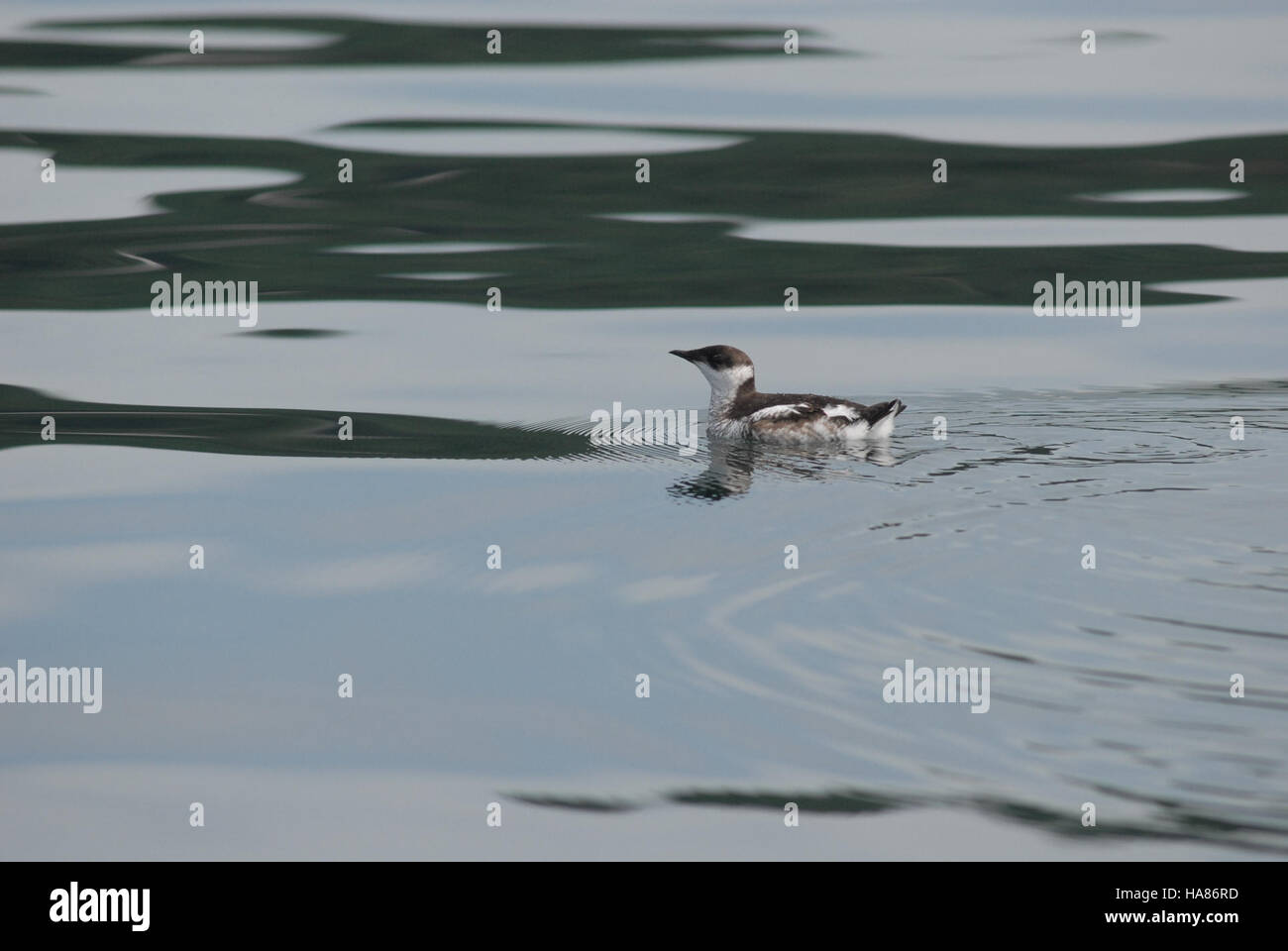 usdagov 8554237101 Marbled Murrelet mug Stock Photo