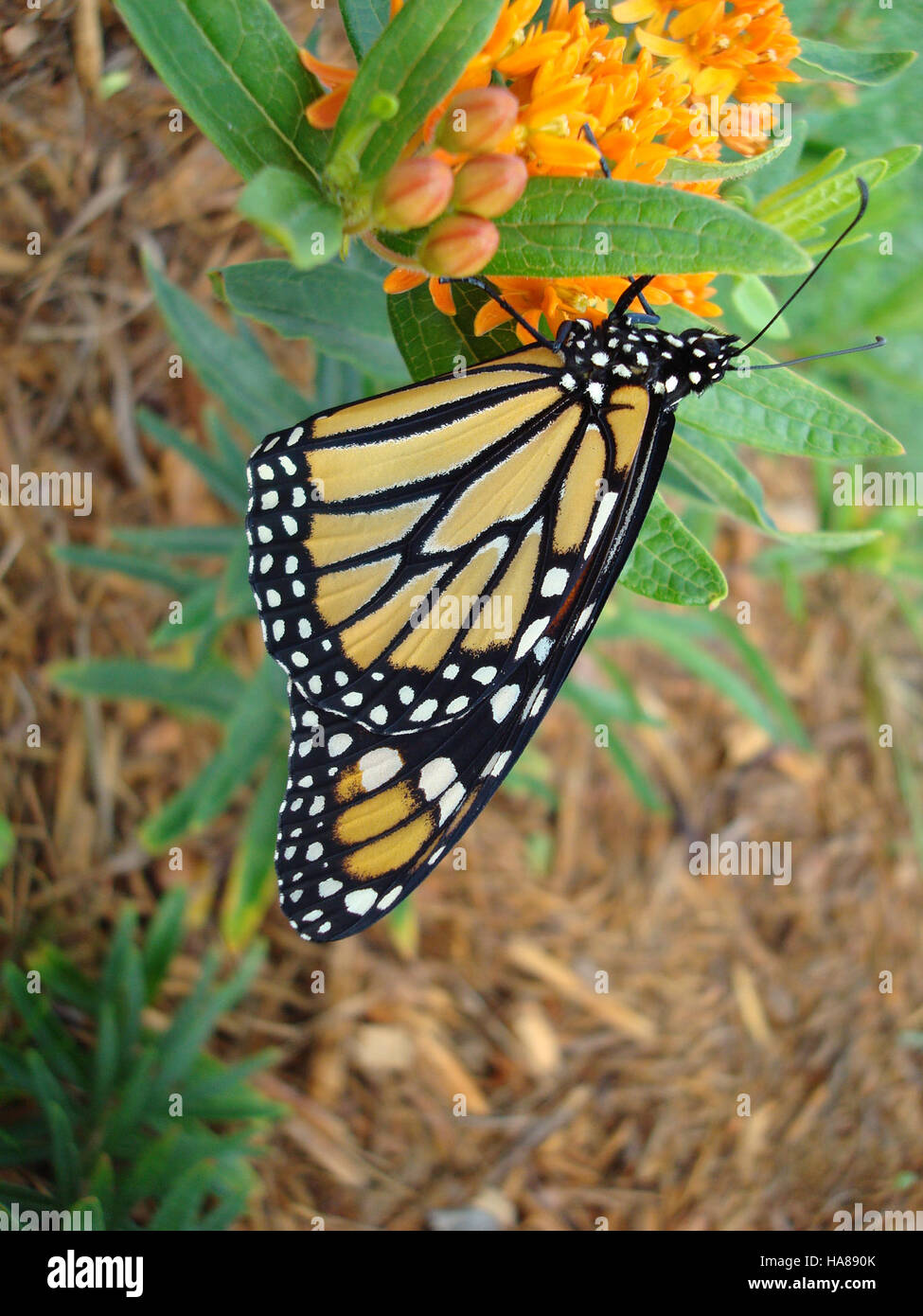 This image highlights the importance of pollinators, like bees and ...