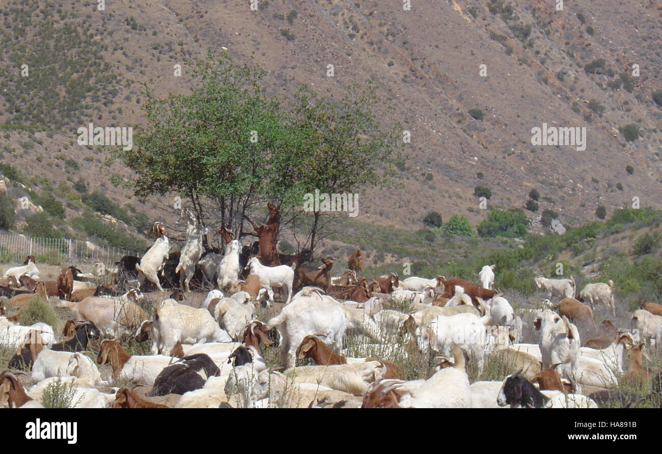 Curated visual reference: Visual Reference: Goats Are Seen Grazing In A National Park Contributing To