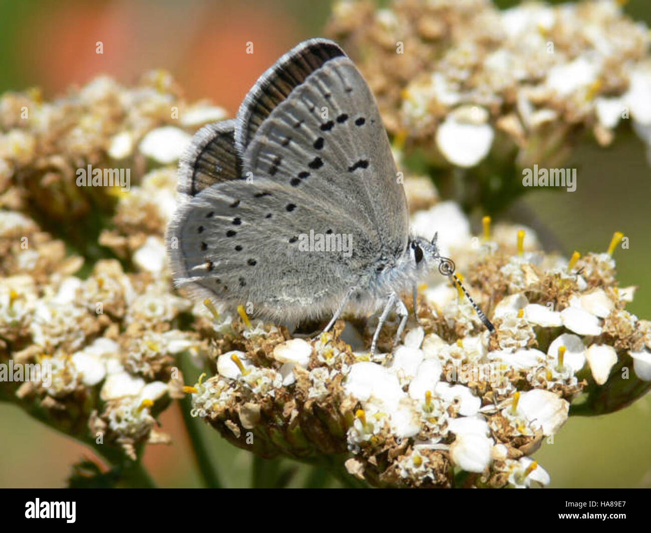 usfwsendsp 5039506616 Endangered mission blue butterfly (Icaricia