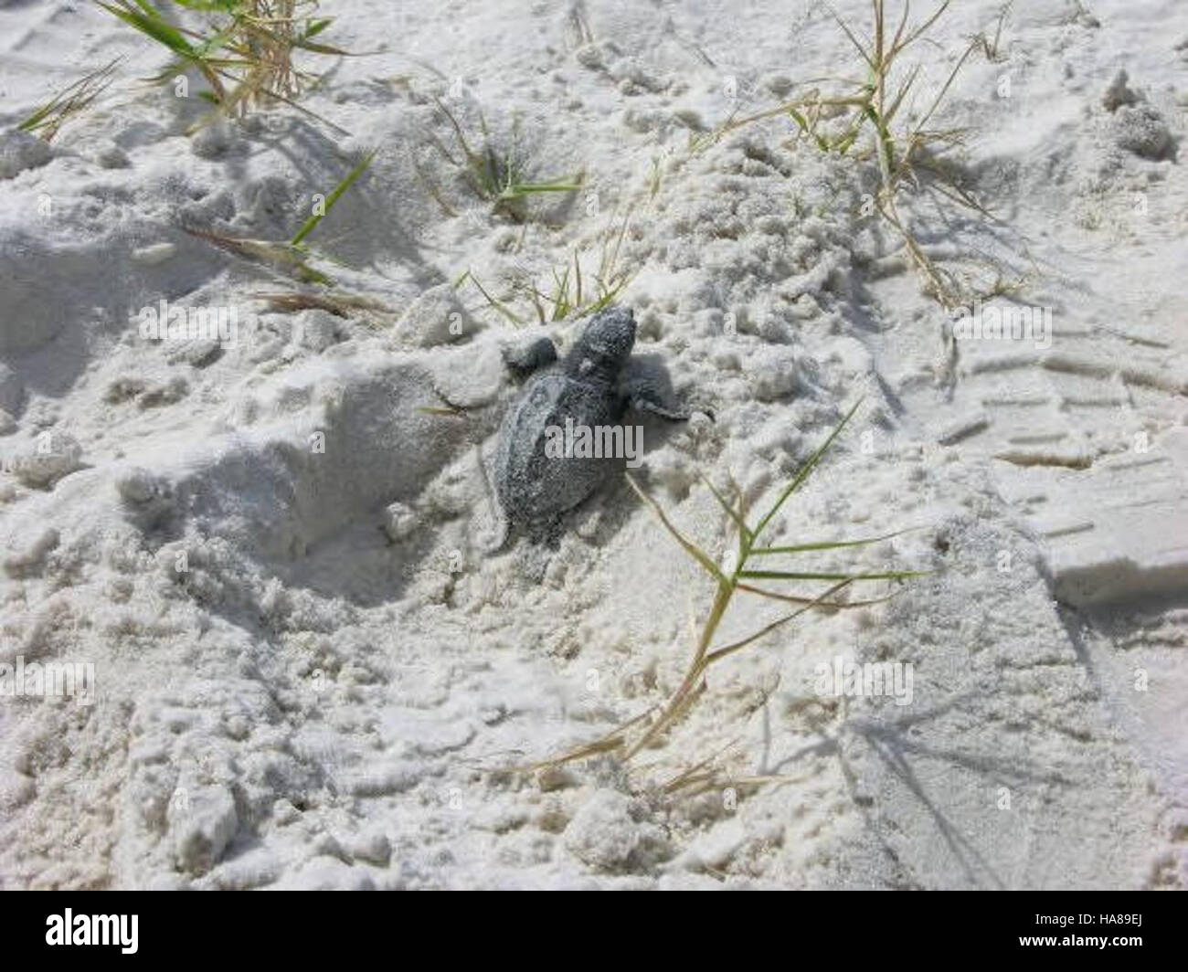 usfwsendsp 5039512768 Endangered Kemp's Ridley sea turtle hatchling (Lepidochelys kempii) Stock Photo