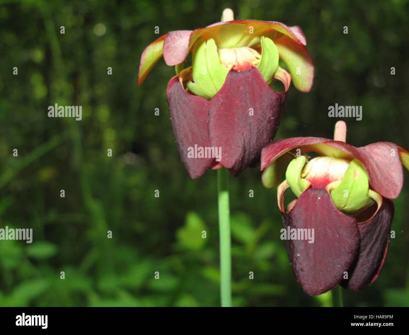 usfwsendsp 5099019639 Endangered mountain sweet pitcher plant (Sarracenia rubra jonesii) Stock Photo