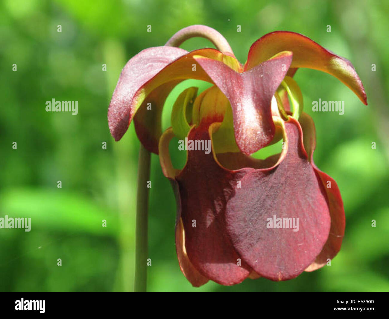 usfwsendsp 5099618650 Endangered mountain sweet pitcher plant (Sarracenia rubra jonesii) Stock Photo
