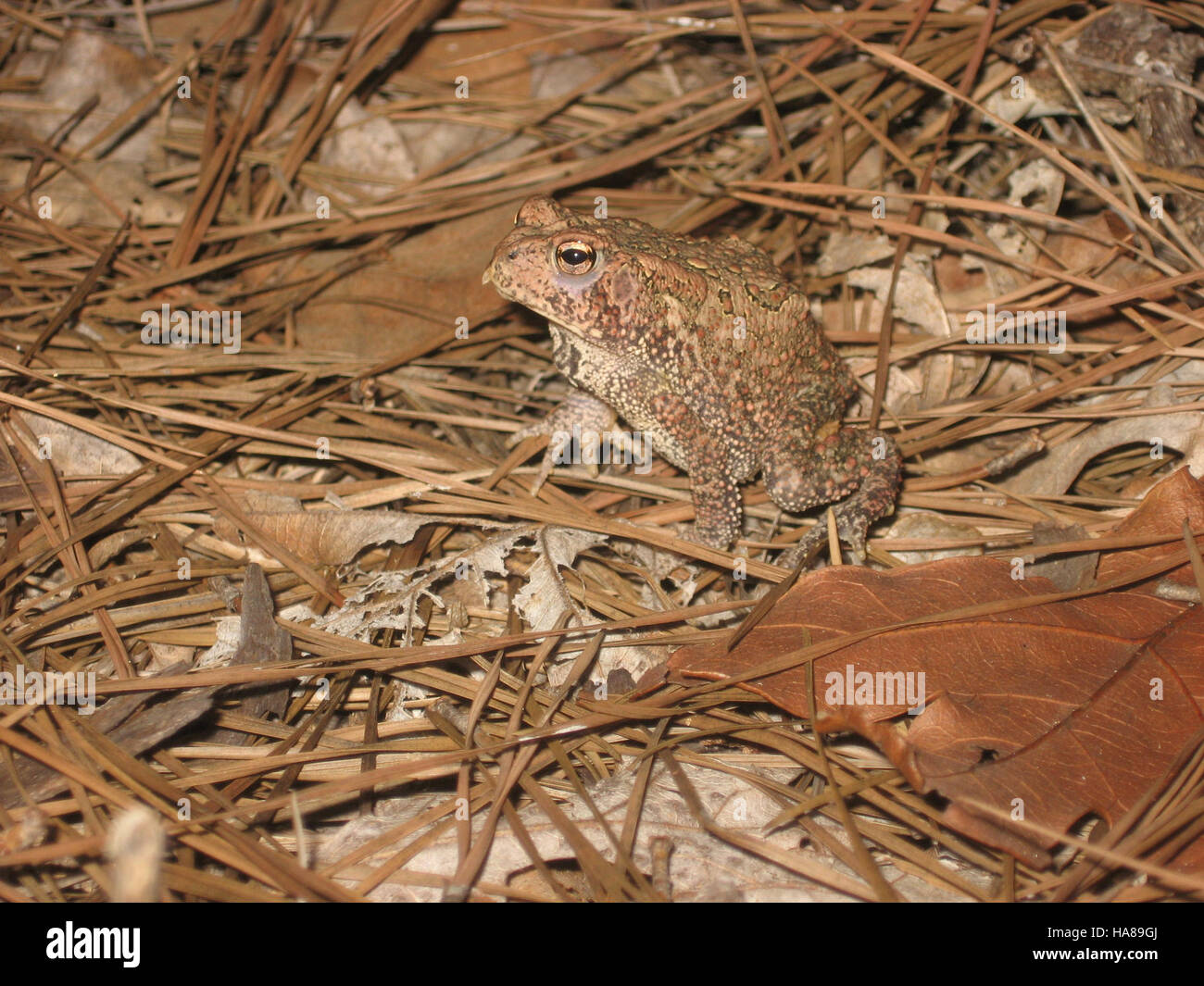 usfwsendsp 5099664523 Endangered Houston toad (Bufo houstonensis Stock