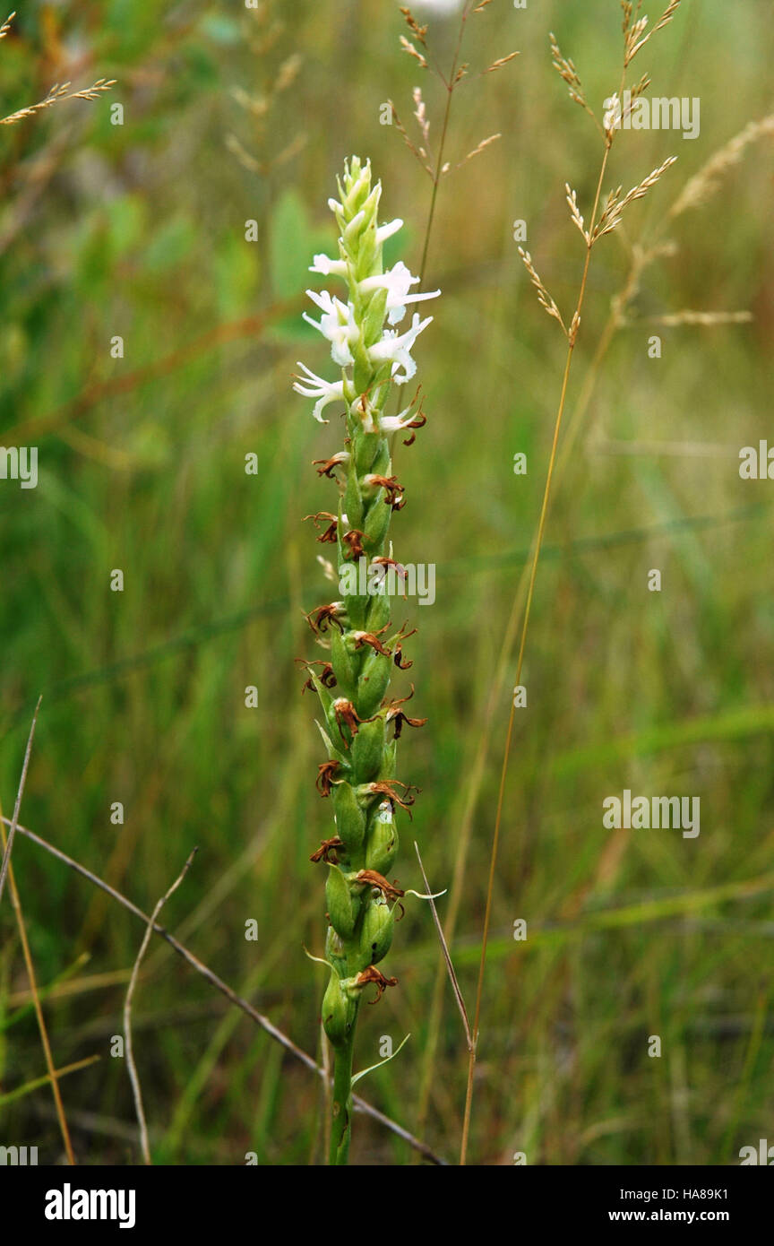 usfwsendsp 5532027312 Threatened ute ladies’tresses (Spiranthes
