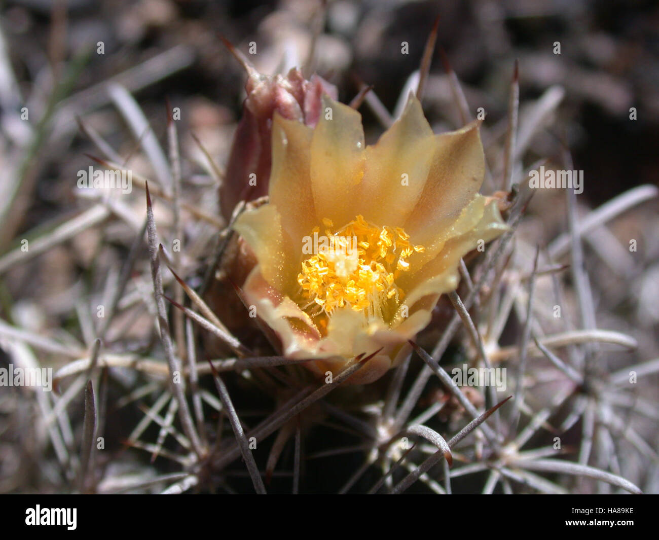 usfwsendsp 5863730477 Endangered Tobusch fishhook cactus (Ancistrocactus tobuschii) Stock Photo
