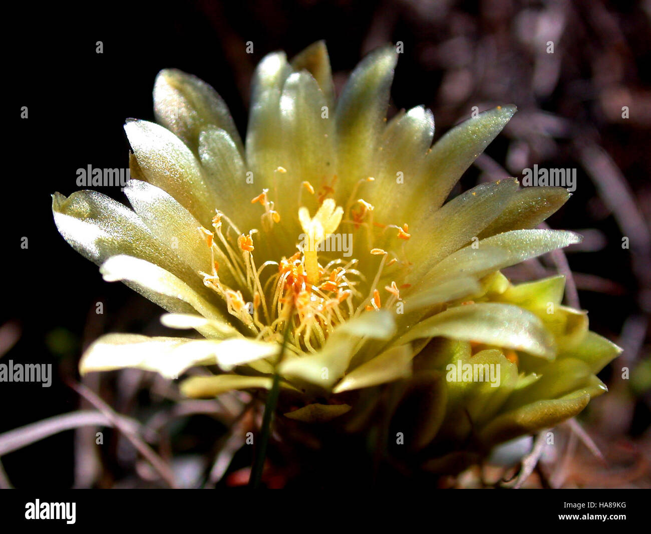 usfwsendsp 5863730573 Endangered Tobusch fishhook cactus (Ancistrocactus tobuschii) Stock Photo